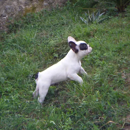 Pigeonnier-four A Pain *