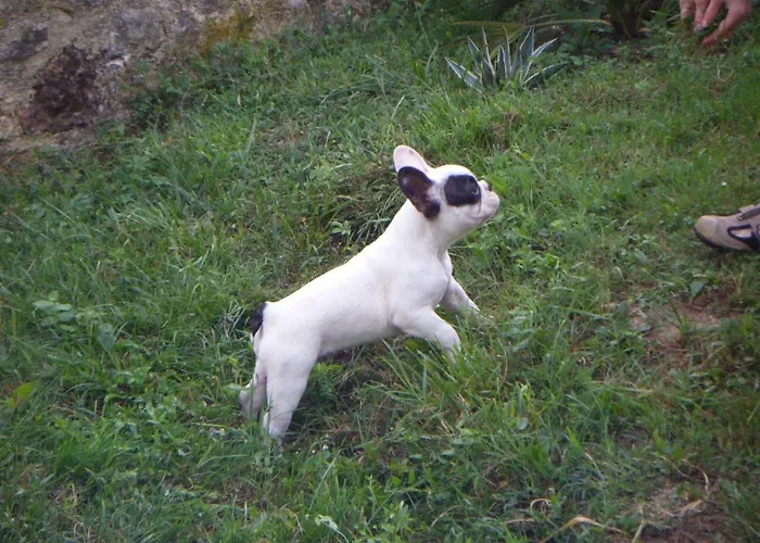 Pigeonnier-four A Pain *